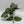 Silver Pothos (Scindapsus Exotica)