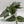 Silver Pothos (Scindapsus Exotica)