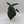 Alocasia Baginda 'Dragon Scale'