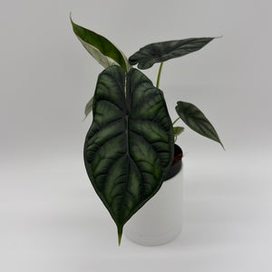 Alocasia Baginda 'Dragon Scale'