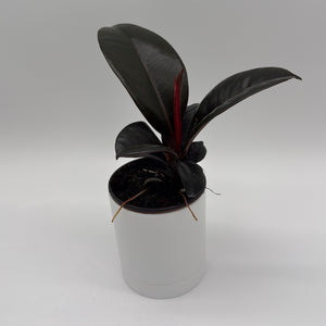 Ficus Elastica Burgundy