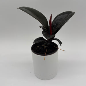 Ficus Elastica Burgundy