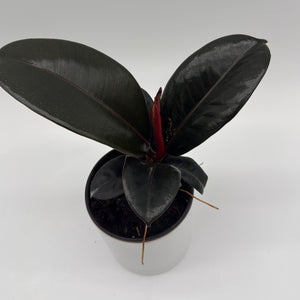 Ficus Elastica Burgundy