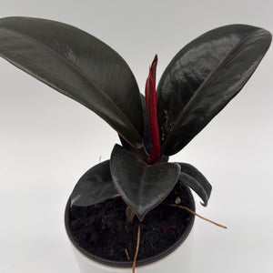 Ficus Elastica Burgundy