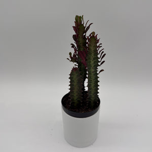 Euphorbia Trigona (Red)