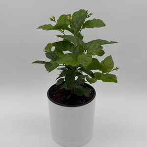 Jasmine Bush (Mo Samba)