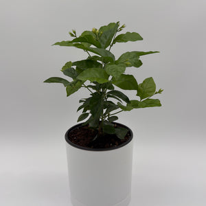 Jasmine Bush (Mo Samba)