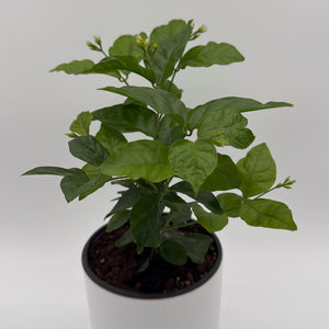 Jasmine Bush (Mo Samba)