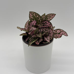 Hypoestes Phyllostachya (Polka Dot Plant)