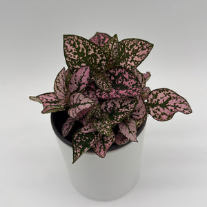 Hypoestes Phyllostachya (Polka Dot Plant)