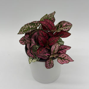 Hypoestes Phyllostachya (Polka Dot Plant)