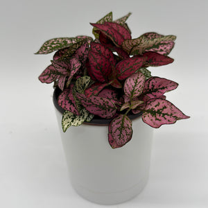Hypoestes Phyllostachya (Polka Dot Plant)