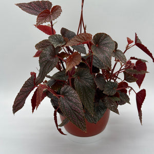 Begonia Pink Spot