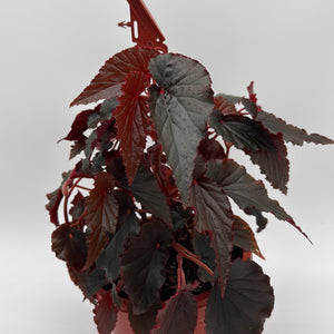 Begonia Black Magic