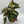 Begonia White Spot