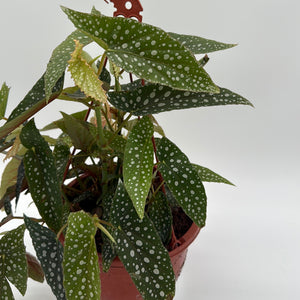 Begonia White Spot