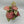 Syngonium ‘Pink Quartz’