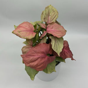 Syngonium ‘Pink Quartz’