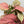 Syngonium ‘Pink Quartz’