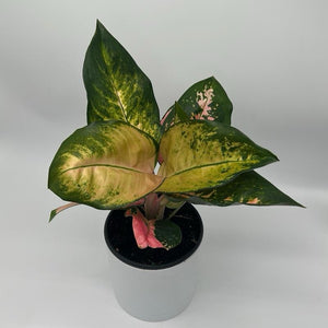 Aglaonema ‘Golden Kiss’