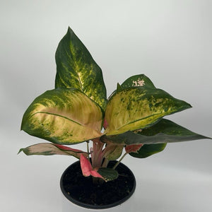 Aglaonema ‘Golden Kiss’