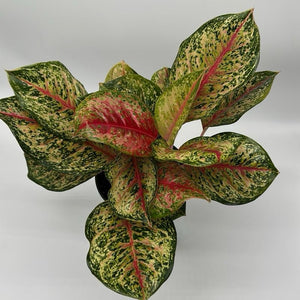 Aglaonema ‘Pink Eclipse’
