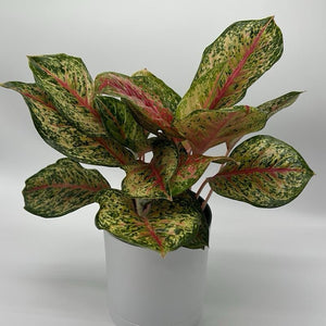 Aglaonema ‘Pink Eclipse’