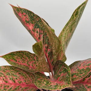 Aglaonema ‘Orange Sombat’