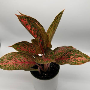Aglaonema ‘Orange Sombat’