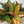 Aglaonema ‘Rose Majesty’