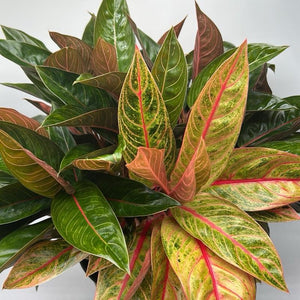 Aglaonema ‘Rose Majesty’