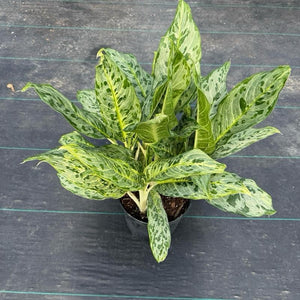 Aglaonema Pictum ‘Peacock’