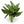 Aglaonema ‘Painted Lady’