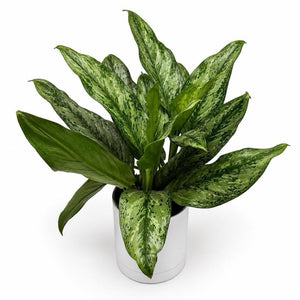 Aglaonema ‘Painted Lady’