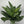 Aglaonema ‘Painted Lady’