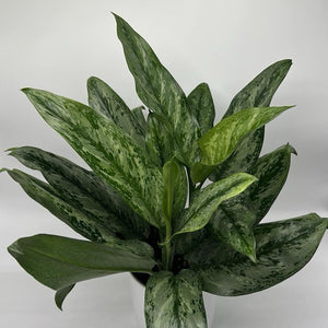 Aglaonema ‘Painted Lady’