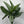 Aglaonema ‘Painted Lady’