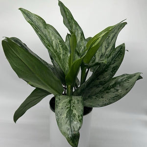Aglaonema ‘Painted Lady’