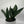 Sansevieria Masoniana (Whale Fin)