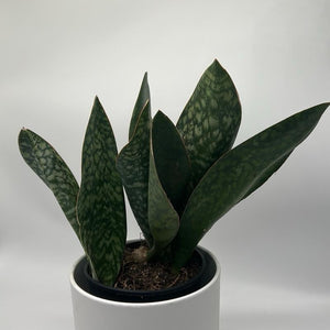Sansevieria Masoniana (Whale Fin)