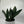 Sansevieria Masoniana (Whale Fin)