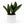Sansevieria Masoniana (Whale Fin)