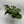 Maranta Green