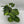 Maranta Green
