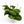 Maranta Green