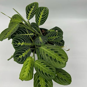 Maranta Green