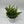 Sansevieria ‘Tough Lady’