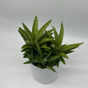Sansevieria ‘Tough Lady’