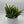 Sansevieria ‘Tough Lady’