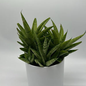 Sansevieria ‘Tough Lady’